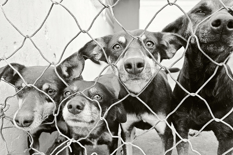 galeria_leitores_cachorros_02