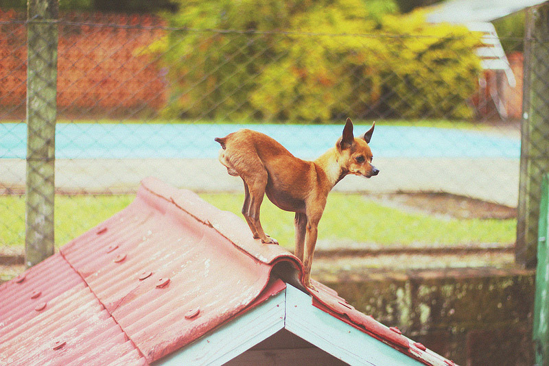 galeria_leitores_cachorros_03