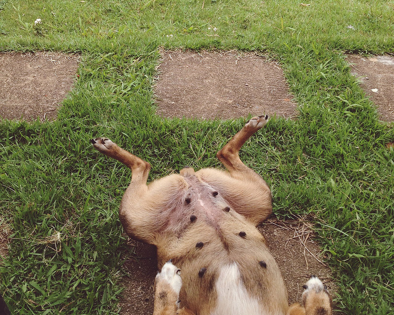 galeria_leitores_cachorros_04