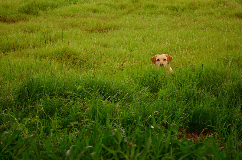 galeria_leitores_cachorros_05