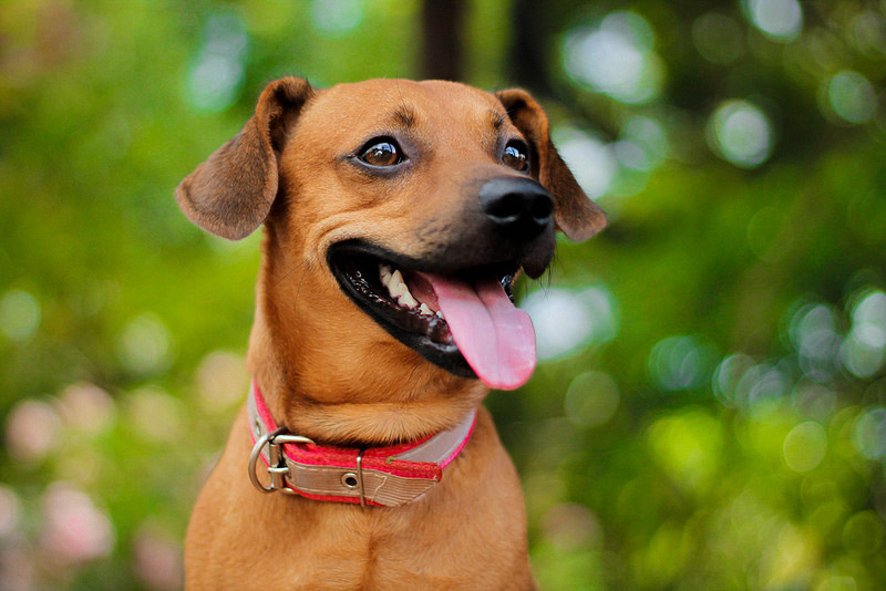 galeria_leitores_cachorros_06