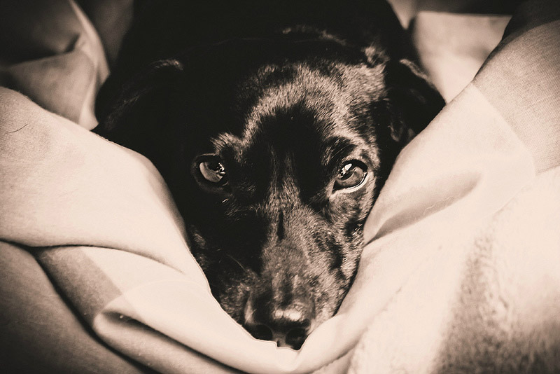 galeria_leitores_cachorros_07