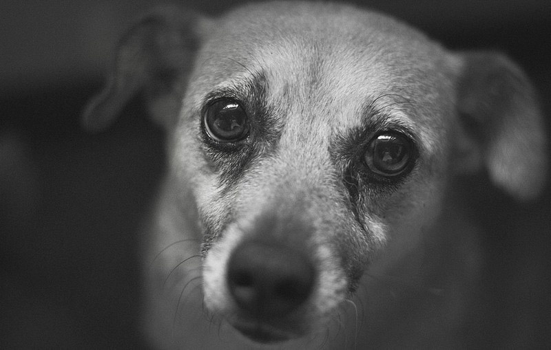 galeria_leitores_cachorros_08