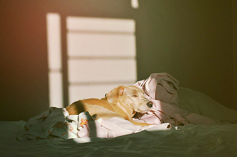 galeria_leitores_cachorros_09