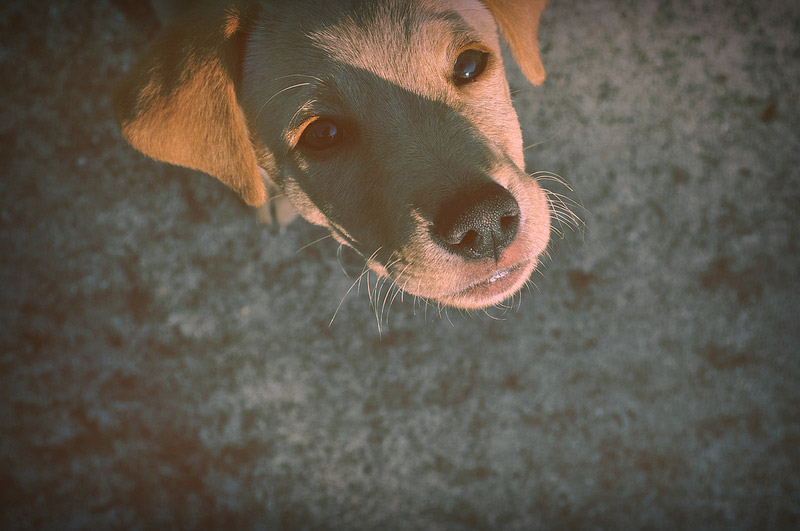 galeria_leitores_cachorros_10