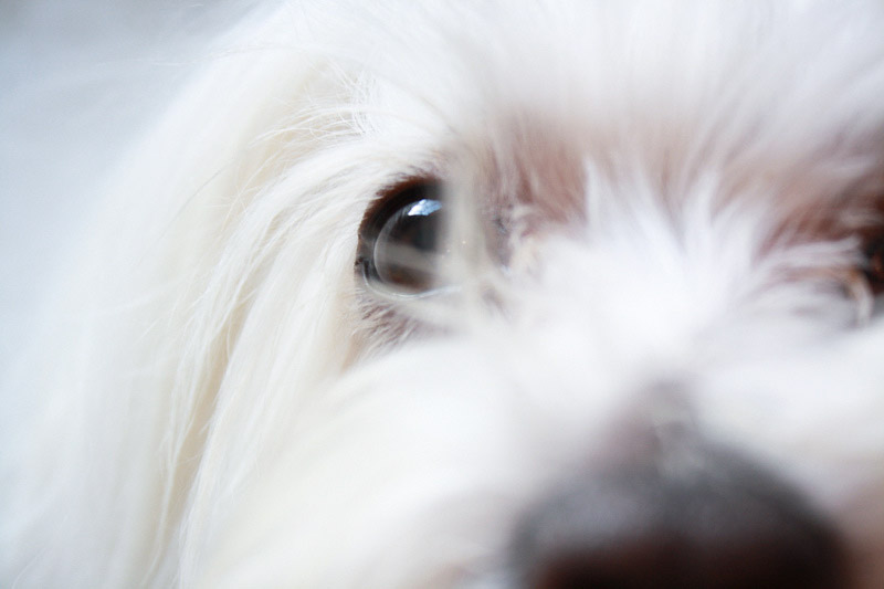 galeria_leitores_cachorros_12