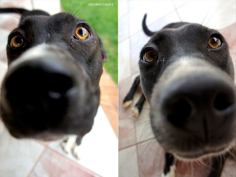 galeria_leitores_cachorros_13