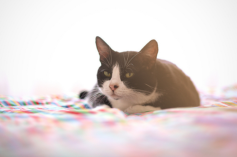 10842356776_50bd27a4d9_c