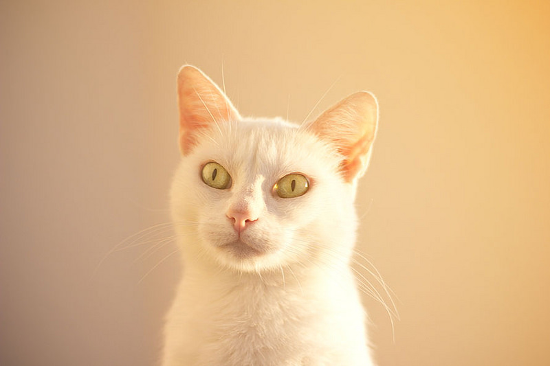 12421462584_2a4704117c_c