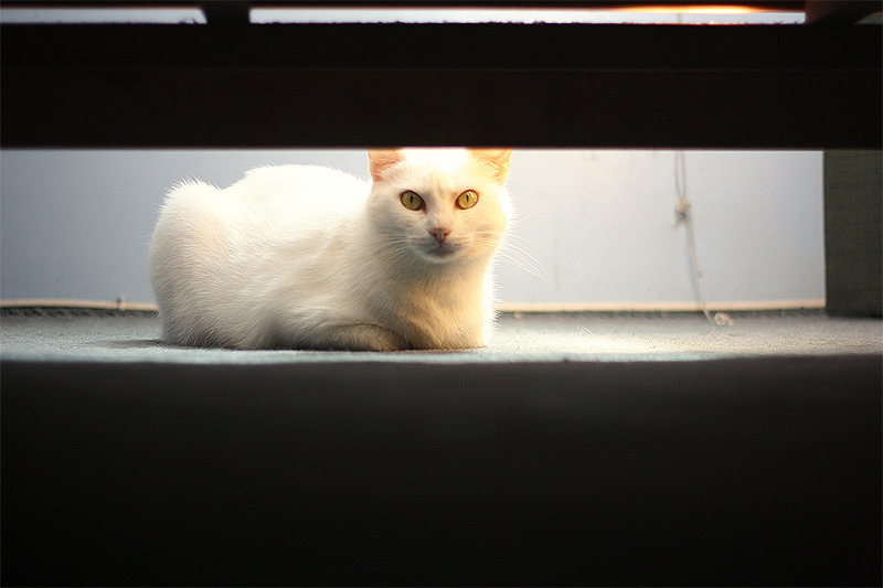 6097103878_c68e401898_b