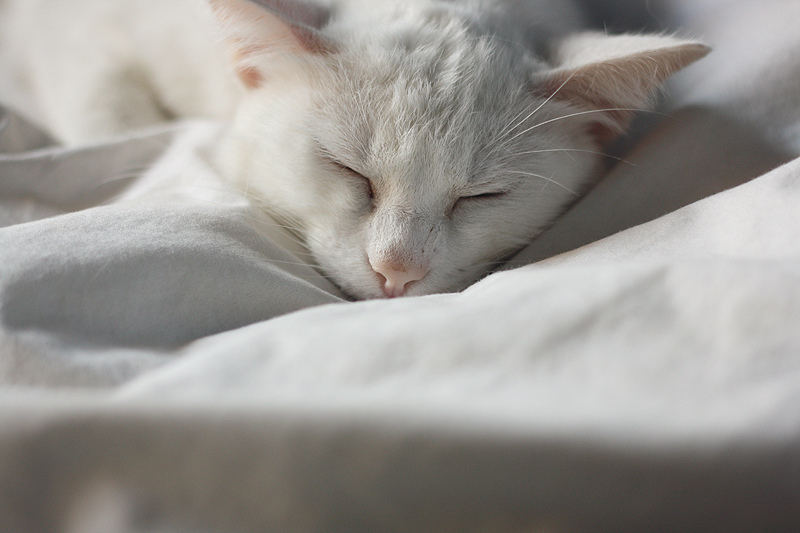 6185237927_d9597b33ee_b