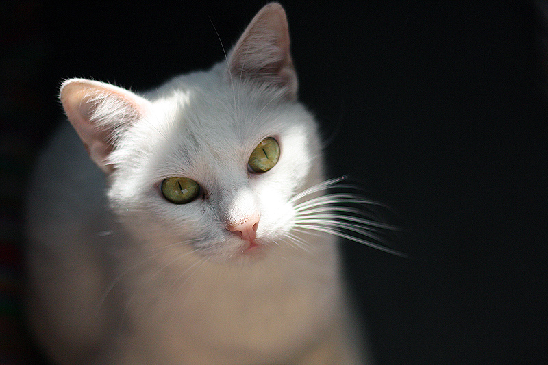 6520602807_de56fbae8a_b